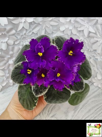 РМ-Глаз Дракона (Н. Скорнякова) 2021 г.