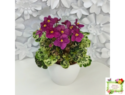 Mac's Pizzicato Paradise (G.McDonald) (лист укоренённый)