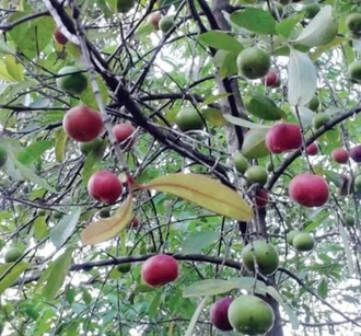 Кокум, Гарциния индийская (Garcinia indica) нерафинированное, баттер 30 г