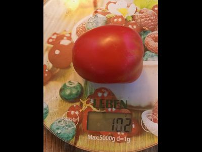 Томат Рио гранде