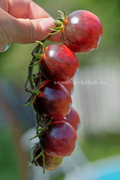 Томат Märchenglanz (Сказочный Блеск), 10 шт