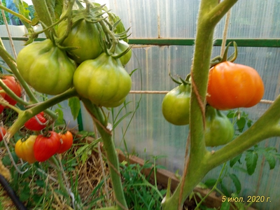 Томат Лампа Алладина