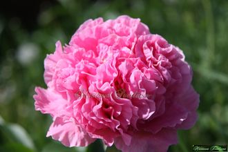 Paeonia Carnation Bouquet