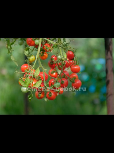Томат Berry Carpet (Ягодный ковер), 10 шт