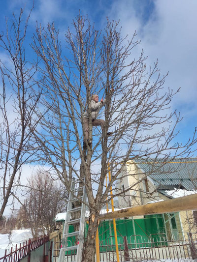 Обрезка плодовых деревьев