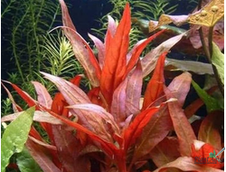 Альтернантера Розефолия (меристемная)