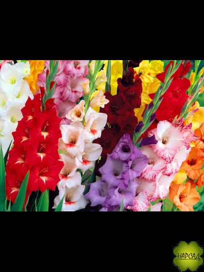 ГЛАДИОЛУСЫ ПОСАЖЕННЫЕ В ГОРШКИ