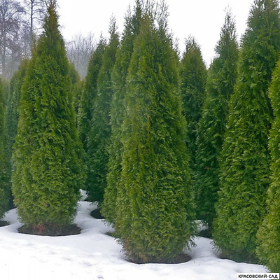 Туя Смарагд - Smaragd 2,5 метра