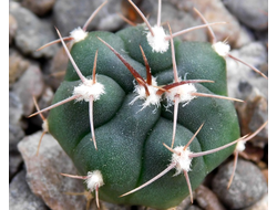 Gymnocalycium bruchii v. niveum VG 536