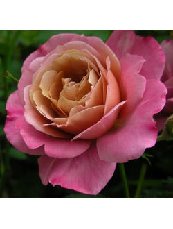 Пэмс Чойс (Pam's Choise)