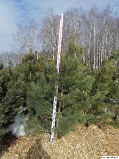 Кедр - фото в питомнике 2 - красовский-сад.рф