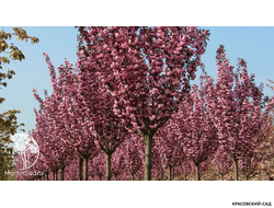 Вишня Роял Бургунди - Royal Burgundy