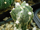Astrophytum  (MY x ASRF) x MY HAKUJO FUKURYU RAMPO  (D=30 mm) 2
