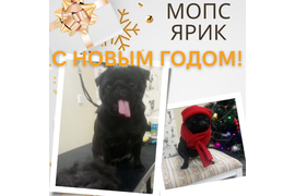 Питомцы до стрижки и после стрижки