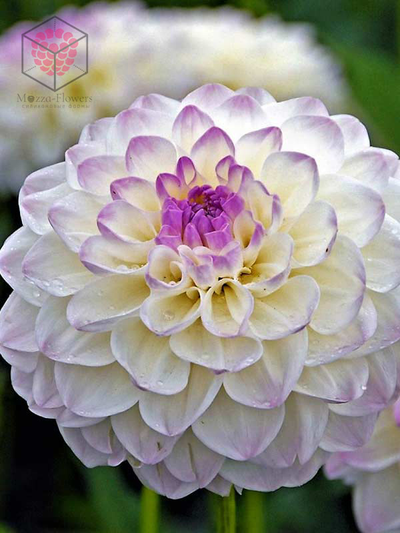 Набор молдов , вайнеров и каттеров "Георгин"