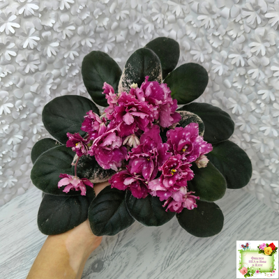 Rivermist Sizzle (J. Baker) (лист посажен 27/01/26)