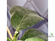 14/02/2025 hoya calicyna