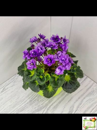 Little Caboose (H. Pittman) (гёрл-лист с кроновой пестролистностью)