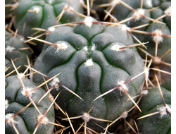 Gymnocalycium gibbosum v.chubutense  RUS 364 (D=12mm)