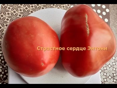 Томат Страстное сердце Энтони (Anthony's Passionate Heart)