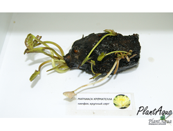 Нимфея Марлиаса Хромателла