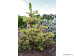 Сосна Ауреа - Aurea