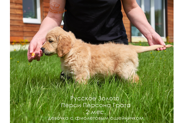 2 месяца. Девочка ФИОЛЕТОВЫЙ ошейничек