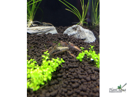 Питательный грунт Fluval Stratum для креветок и растений, 2 кг