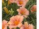 Лилейник EveryDaylily Pink wing, C2