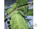 Ficus Coronata / фикус Короната