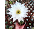 Echinopsis Subdenudata