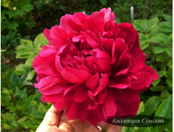 Пион Paul M. Wild (Поль М. Уайлд)