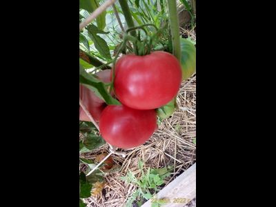 Томат Скуби