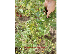 Томат Штурмовик Норман черри (Stormin Norman)