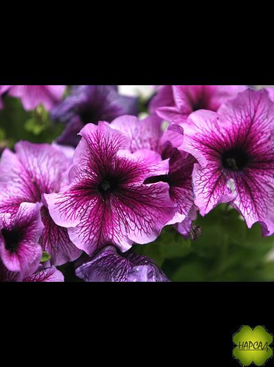 ПЕТУНИЯ АМПЕЛЬНАЯ ДЛЯ КАШПО 1 ШТ РАССАДА