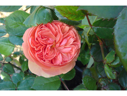 Чиппендейл, (chippendale).  шраб.  Tantau