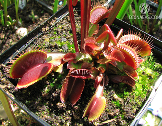 Dionaea muscipula Clayton's Volcanic Red