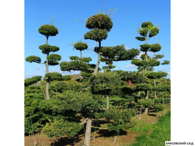 Ниваки - Бонсай садовый Лиственница европейская