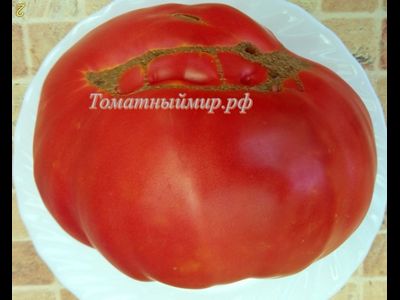 Томат Клеота розовая (Cleota Pink) США