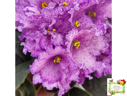 АВ-Самый Сок (Фиалковод) 2022 г.