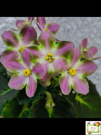 RIV-Амнезия (И. Растегаева) 2024 г. (лист посажен 05.11.25)