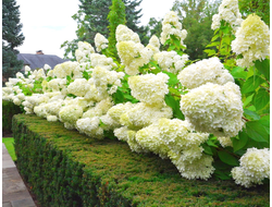 Гортензии метельчатые.