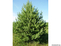 Сосна Дирхэв - Dyrehave