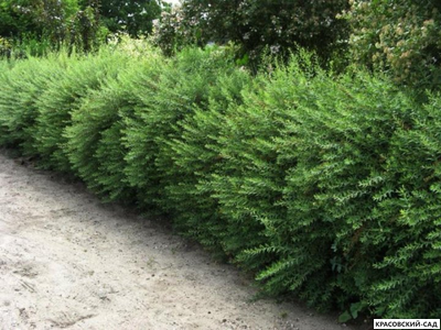 Живая изгородь из Спиреи Грефшейм - Spiraea Grefsheim