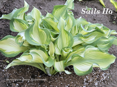 Хоста Sails Ho