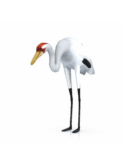 птицы Журавль