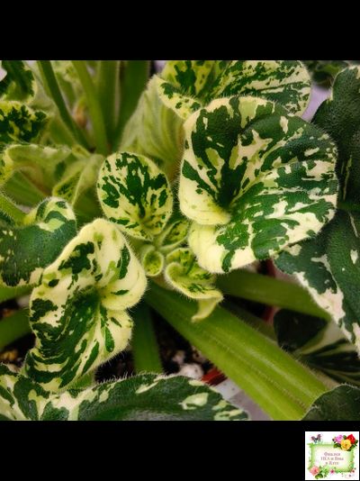 LV-Девятый Вал (Л. Шевелева) 2024 г. трейлер (пестролистный клакамас)