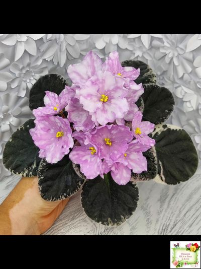 Rivermist Beguiling (J. Baker) (стартер)