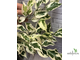Ficus Benjamina De Gantel  Big leaf / фикус Бенджамина Де гантель крупный лист