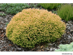 Туя Голден Таффет - Golden Tuffet